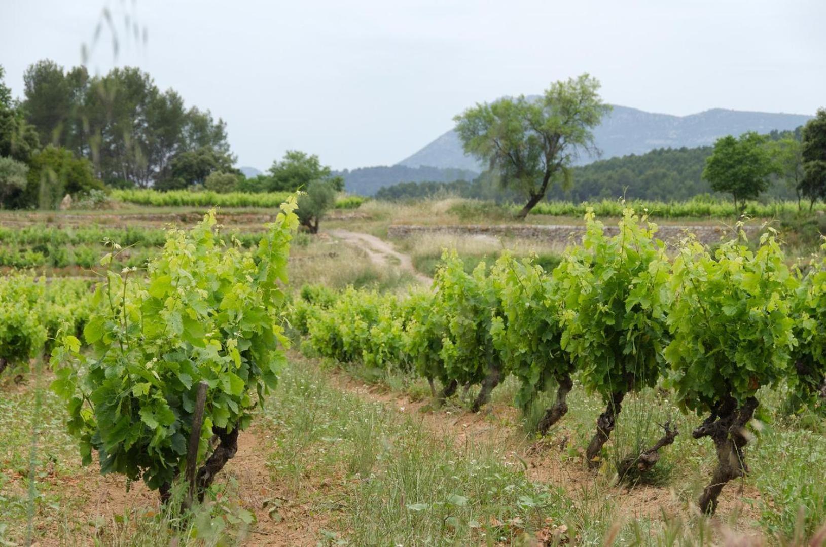 La Maison De Campagne Carcès Kültér fotó